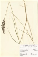 藏品(忽略野青茅)的圖片